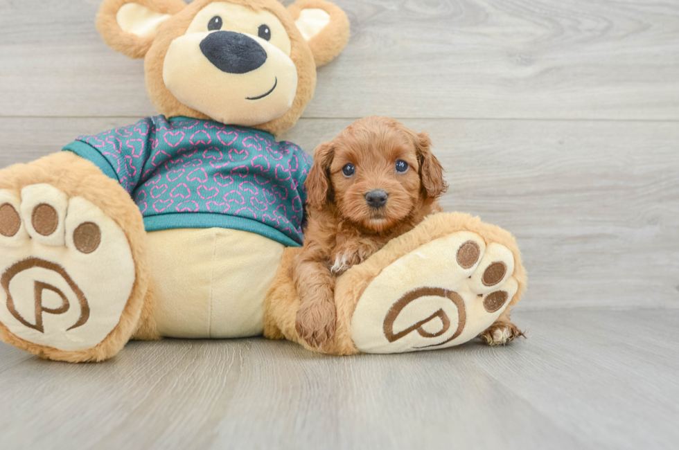 6 week old Cavapoo Puppy For Sale - Fairfield Furbabies