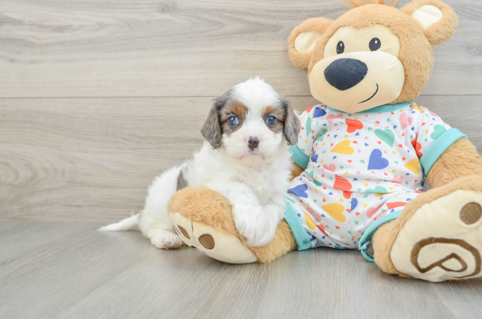 6 week old Cavapoo Puppy For Sale - Fairfield Furbabies