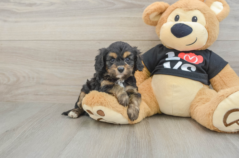 7 week old Cavapoo Puppy For Sale - Fairfield Furbabies