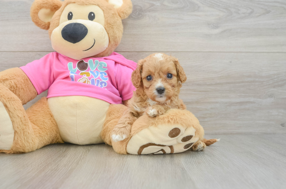 7 week old Cavapoo Puppy For Sale - Fairfield Furbabies