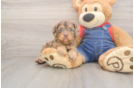 Energetic Cavoodle Poodle Mix Puppy
