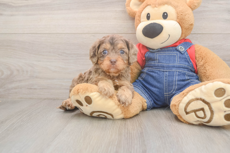 5 week old Cavapoo Puppy For Sale - Fairfield Furbabies