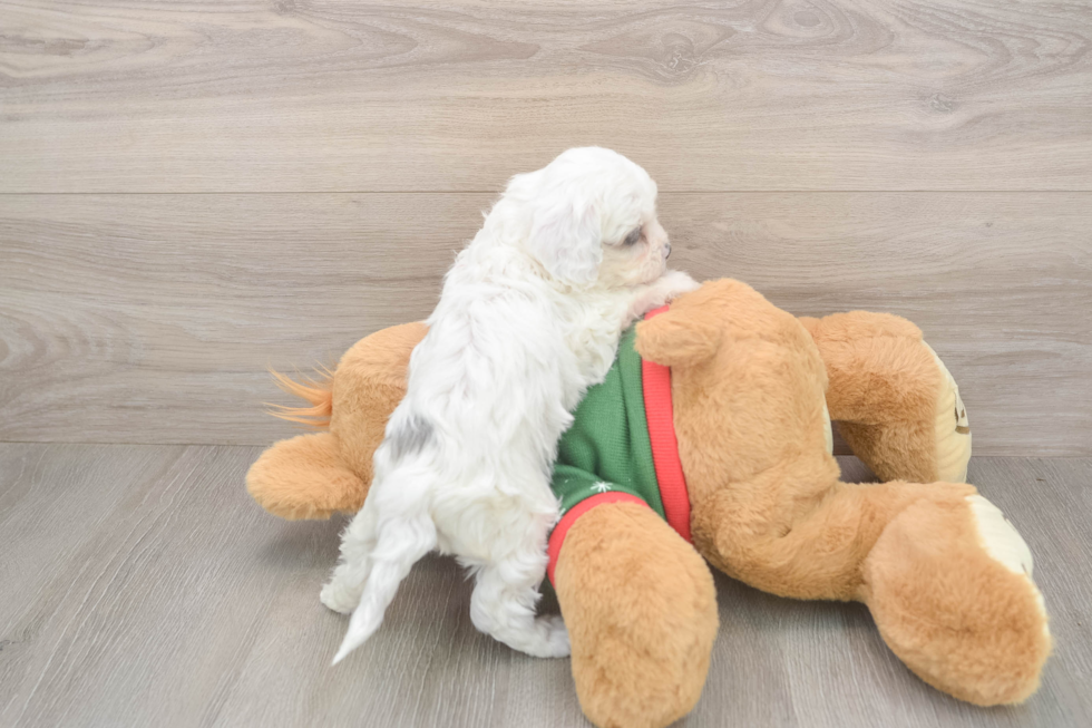 Little Cavipoo Poodle Mix Puppy