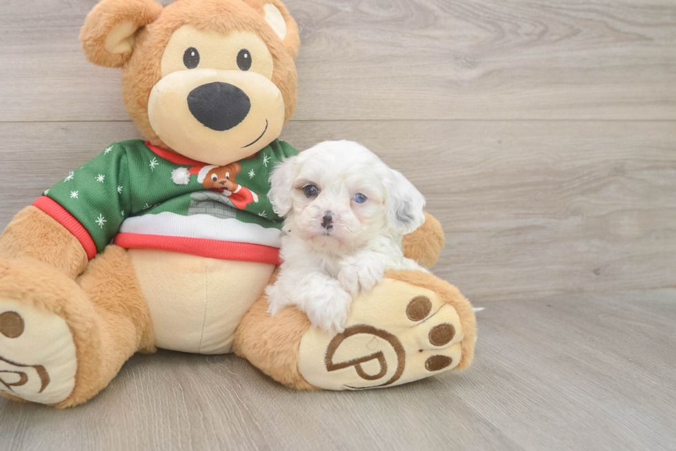 Cavapoo Puppy for Adoption