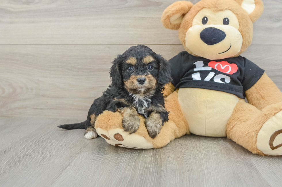7 week old Cavapoo Puppy For Sale - Fairfield Furbabies