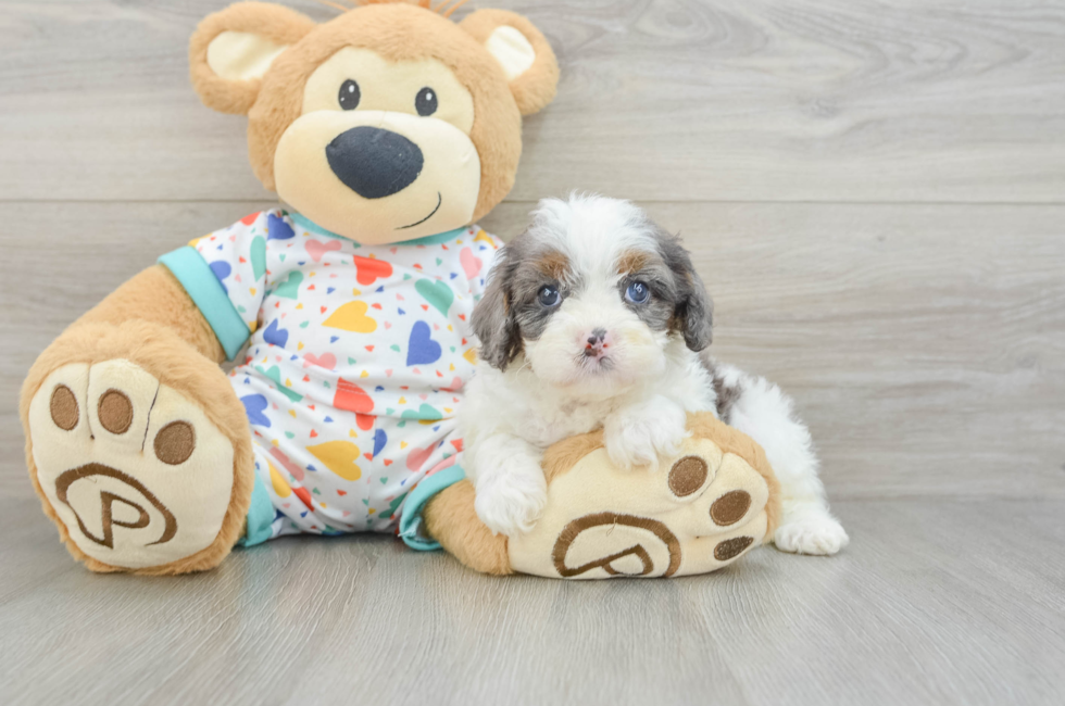 6 week old Cavapoo Puppy For Sale - Fairfield Furbabies
