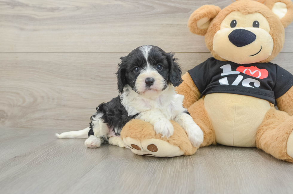 7 week old Cavapoo Puppy For Sale - Fairfield Furbabies