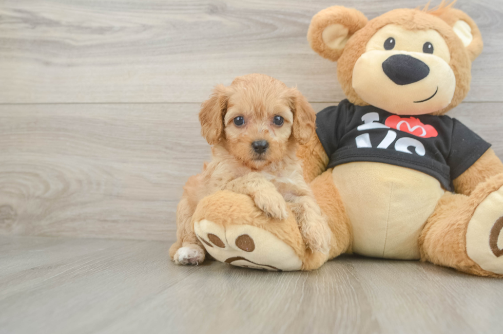 8 week old Cavapoo Puppy For Sale - Fairfield Furbabies