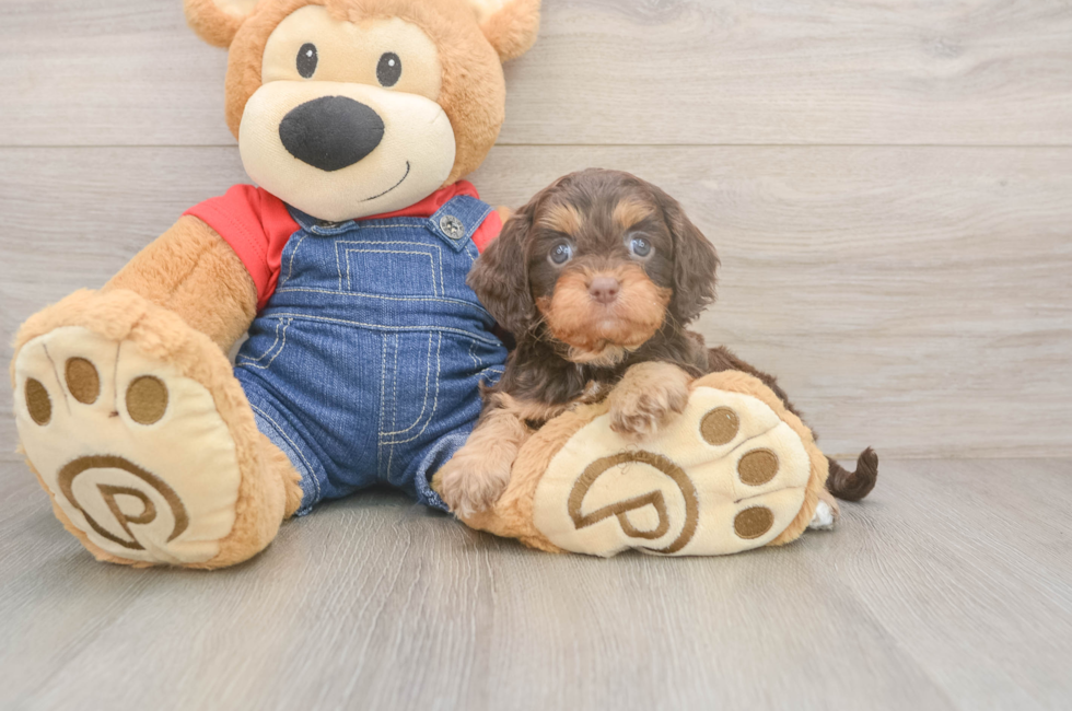 5 week old Cavapoo Puppy For Sale - Fairfield Furbabies