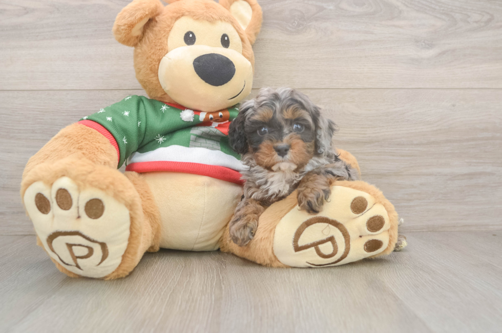 6 week old Cavapoo Puppy For Sale - Fairfield Furbabies
