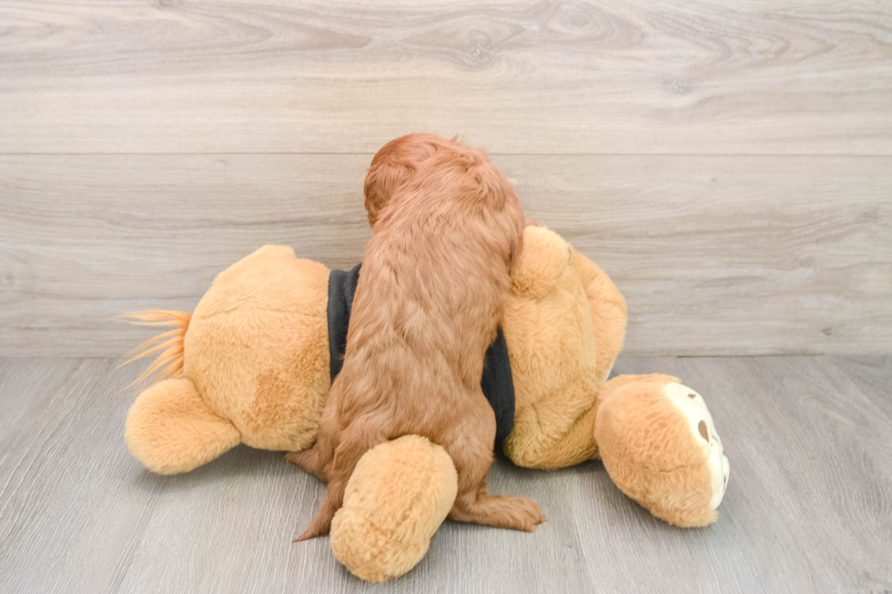 Cavapoo Pup Being Cute