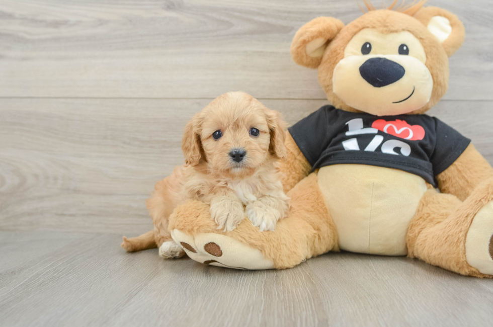 7 week old Cavapoo Puppy For Sale - Fairfield Furbabies