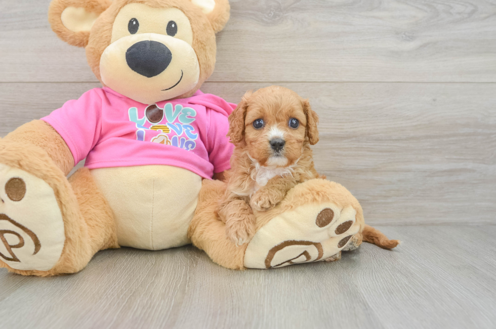 7 week old Cavapoo Puppy For Sale - Fairfield Furbabies