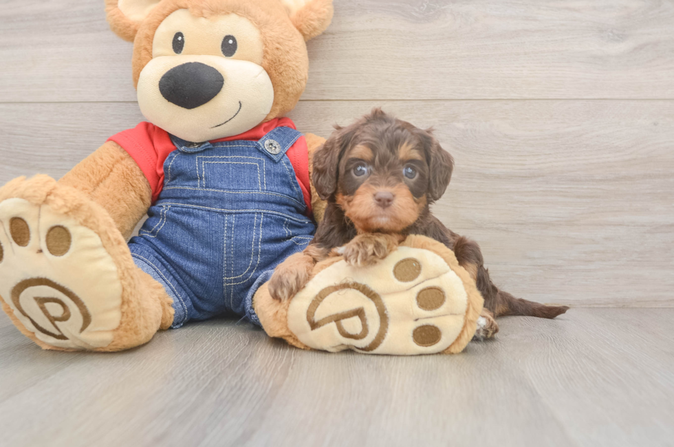 5 week old Cavapoo Puppy For Sale - Fairfield Furbabies