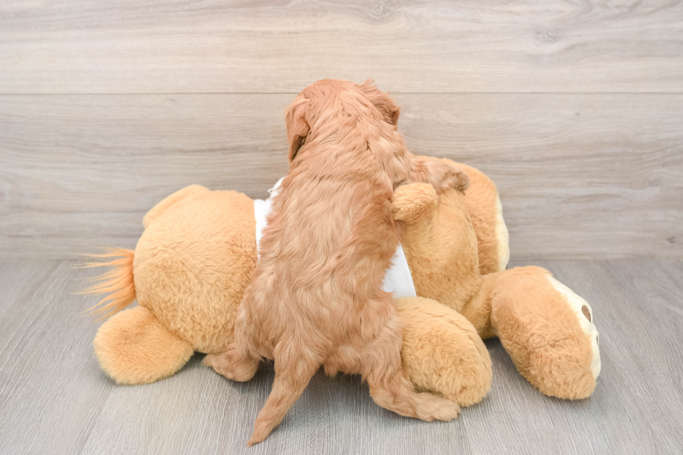 Cavapoo Pup Being Cute