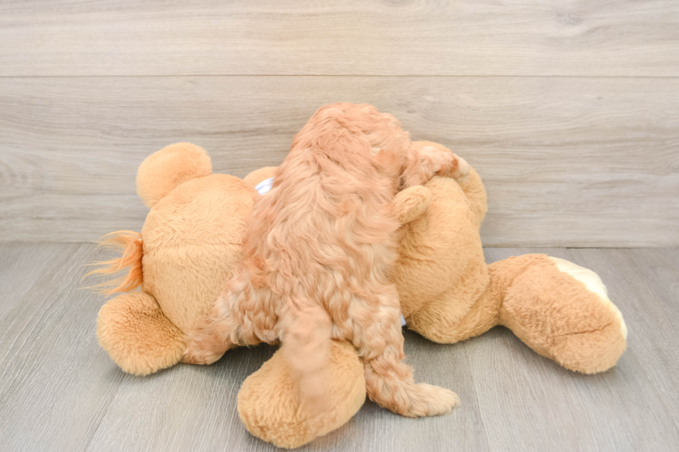 Energetic Cavoodle Poodle Mix Puppy