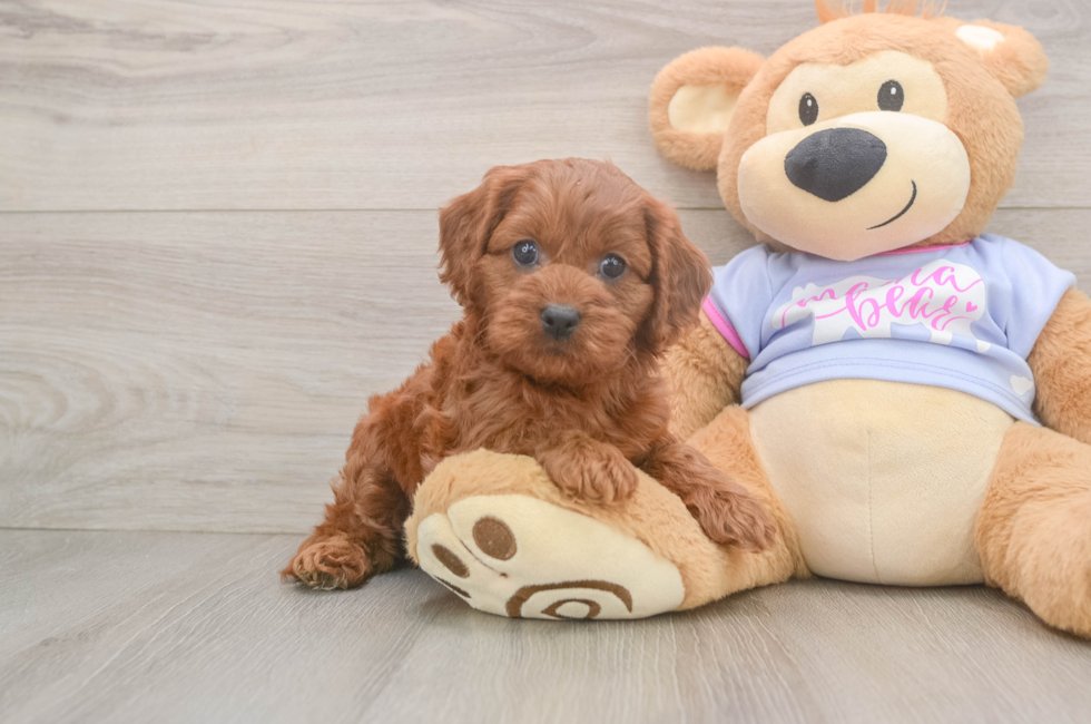 6 week old Cavapoo Puppy For Sale - Fairfield Furbabies