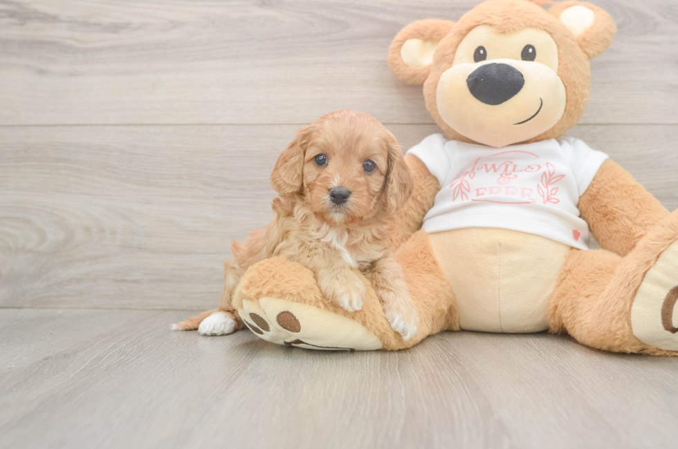 5 week old Cavapoo Puppy For Sale - Fairfield Furbabies
