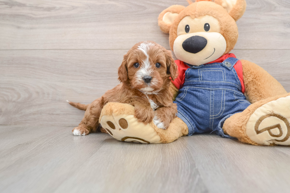 Cavapoo Puppy for Adoption