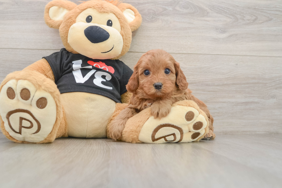 Popular Cavapoo Poodle Mix Pup