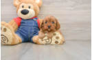Fluffy Cavapoo Poodle Mix Pup