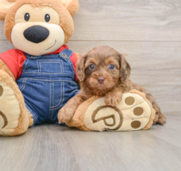 7 week old Cavapoo Puppy For Sale - Fairfield Furbabies