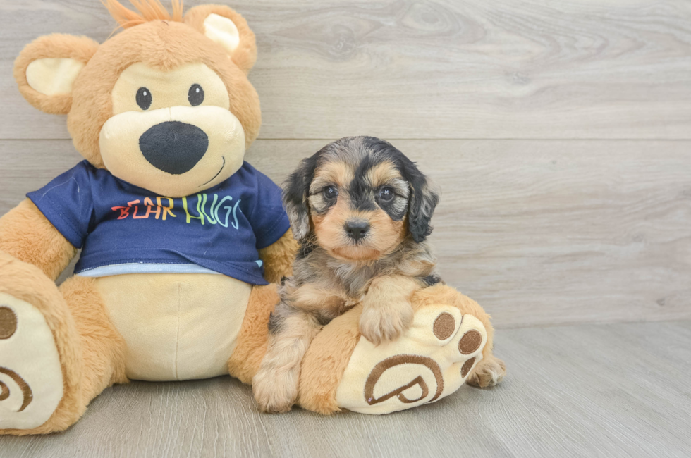 6 week old Cavapoo Puppy For Sale - Fairfield Furbabies