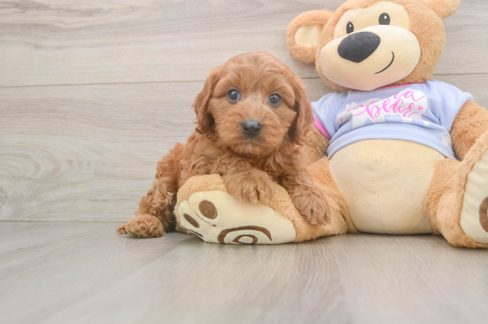 6 week old Cavapoo Puppy For Sale - Fairfield Furbabies
