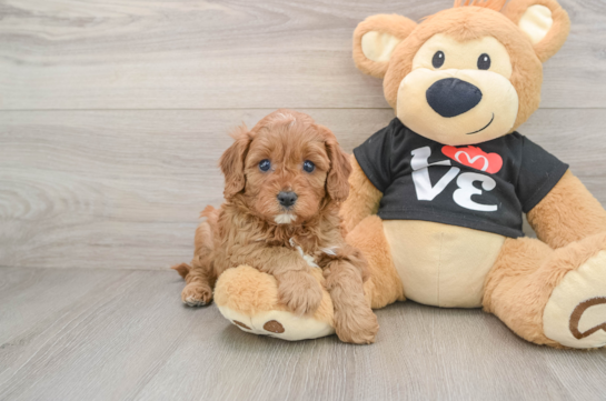 Little Cavipoo Poodle Mix Puppy