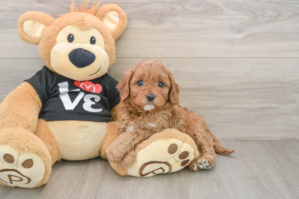 Cavapoo Puppy for Adoption