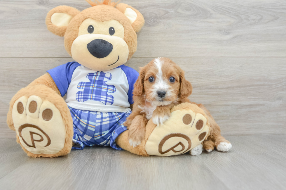 6 week old Cavapoo Puppy For Sale - Fairfield Furbabies