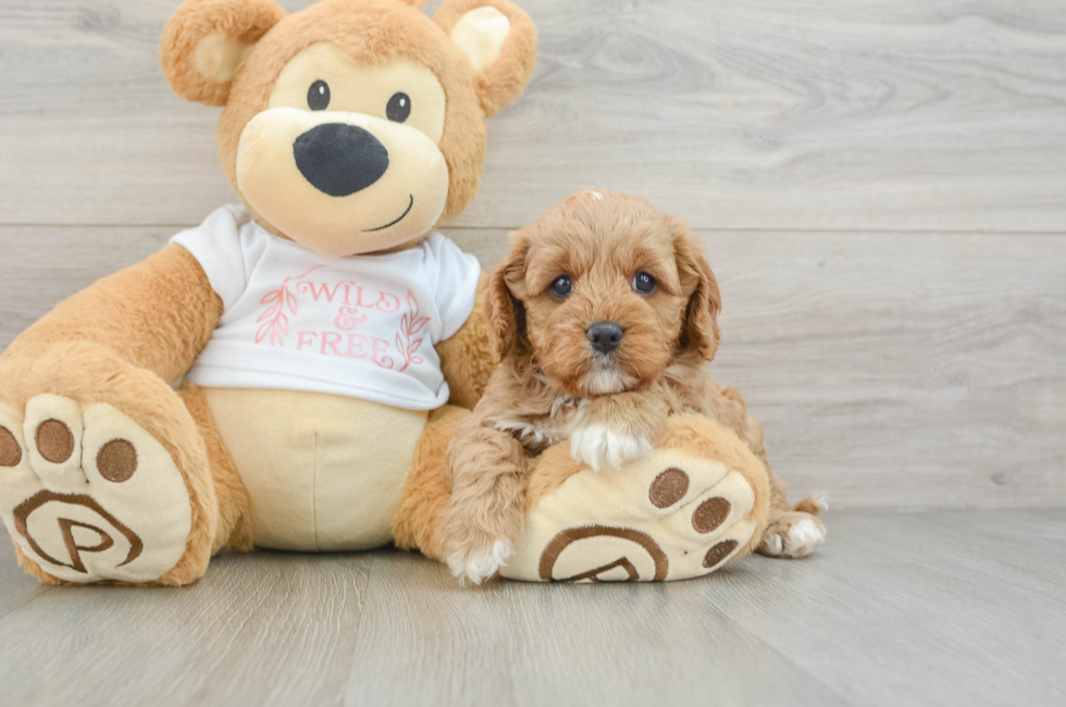 7 week old Cavapoo Puppy For Sale - Fairfield Furbabies
