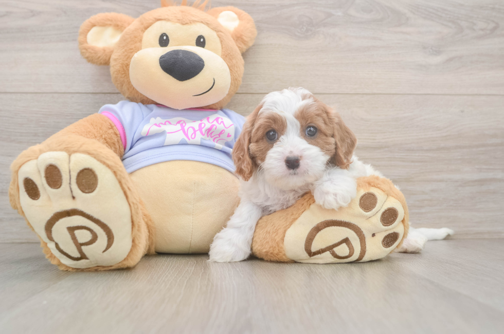 6 week old Cavapoo Puppy For Sale - Fairfield Furbabies