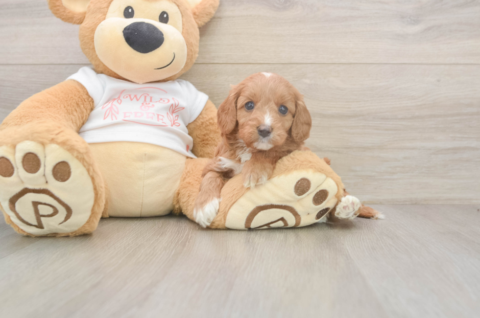 5 week old Cavapoo Puppy For Sale - Fairfield Furbabies