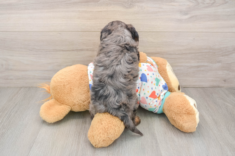 Cavapoo Pup Being Cute