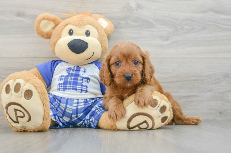 7 week old Cavapoo Puppy For Sale - Fairfield Furbabies