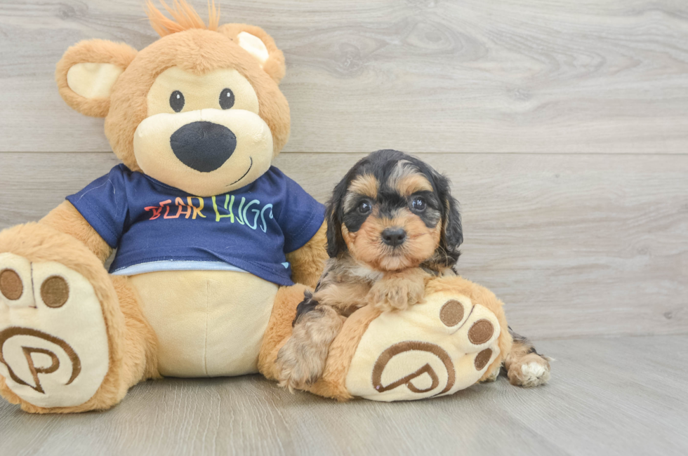 6 week old Cavapoo Puppy For Sale - Fairfield Furbabies