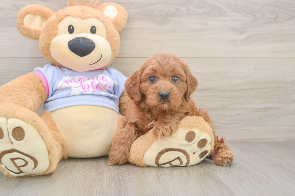 6 week old Cavapoo Puppy For Sale - Fairfield Furbabies