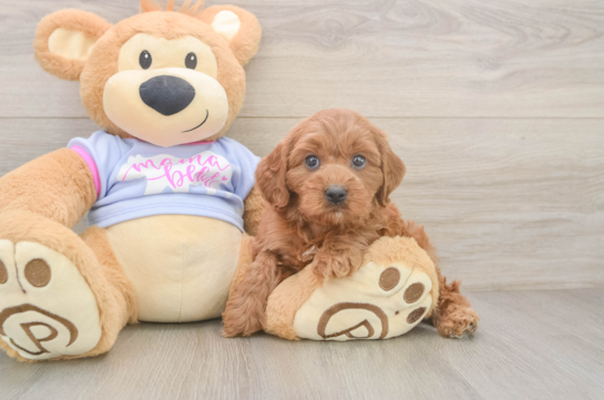 Cavapoo Pup Being Cute