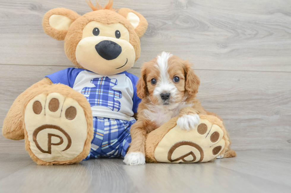 6 week old Cavapoo Puppy For Sale - Fairfield Furbabies
