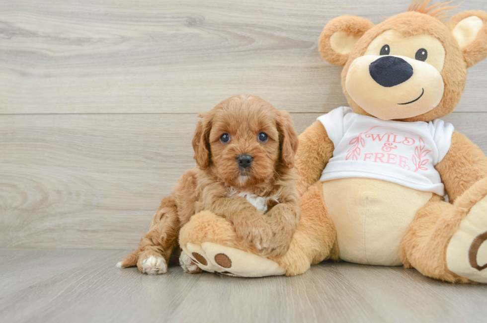 7 week old Cavapoo Puppy For Sale - Fairfield Furbabies