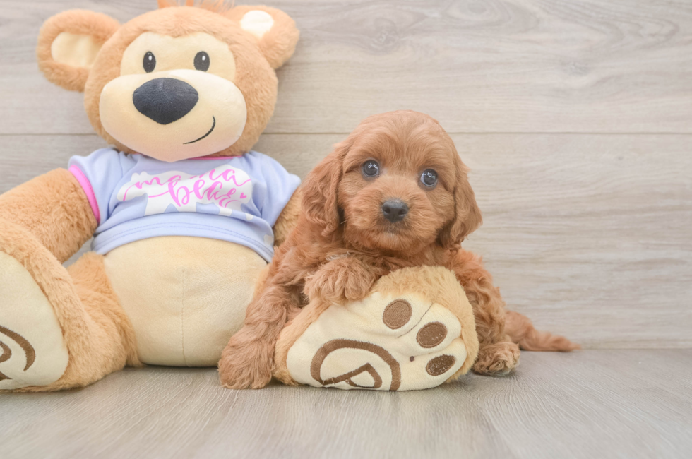 6 week old Cavapoo Puppy For Sale - Fairfield Furbabies