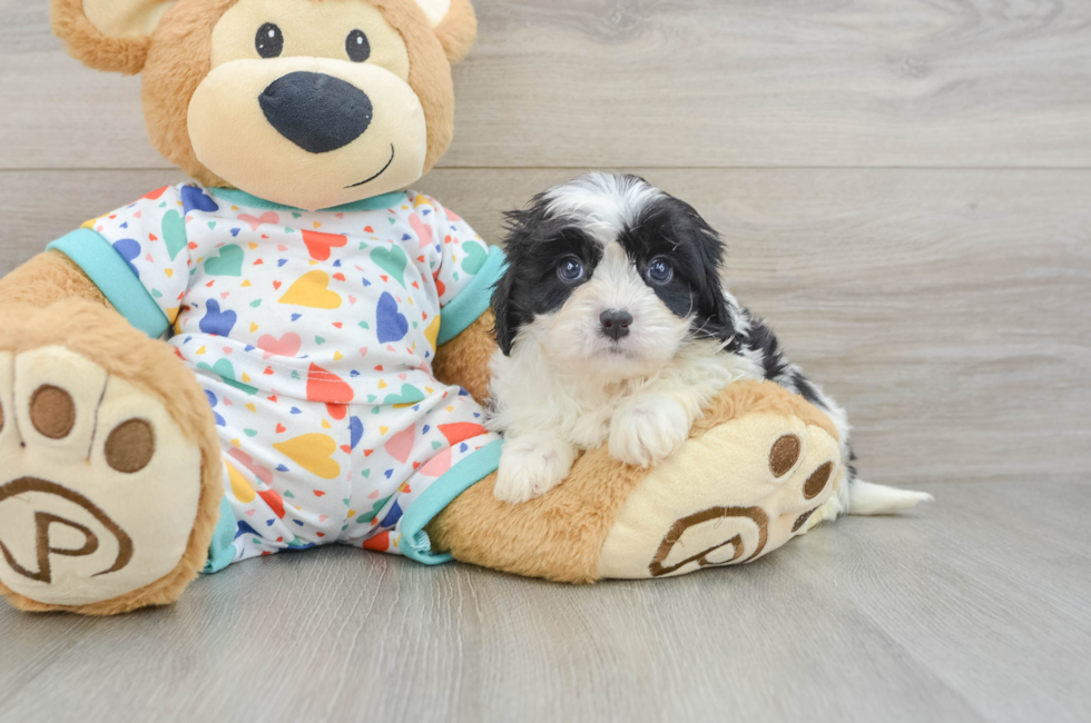6 week old Cavapoo Puppy For Sale - Fairfield Furbabies