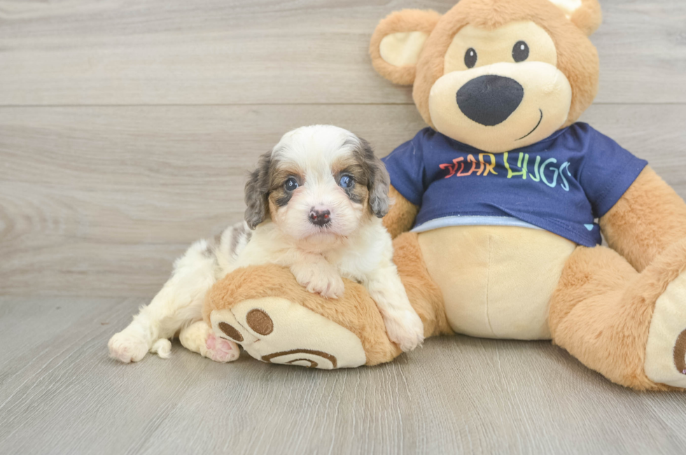 6 week old Cavapoo Puppy For Sale - Fairfield Furbabies