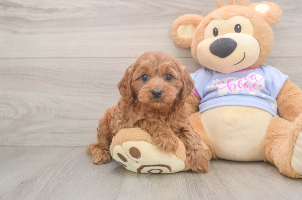 6 week old Cavapoo Puppy For Sale - Fairfield Furbabies