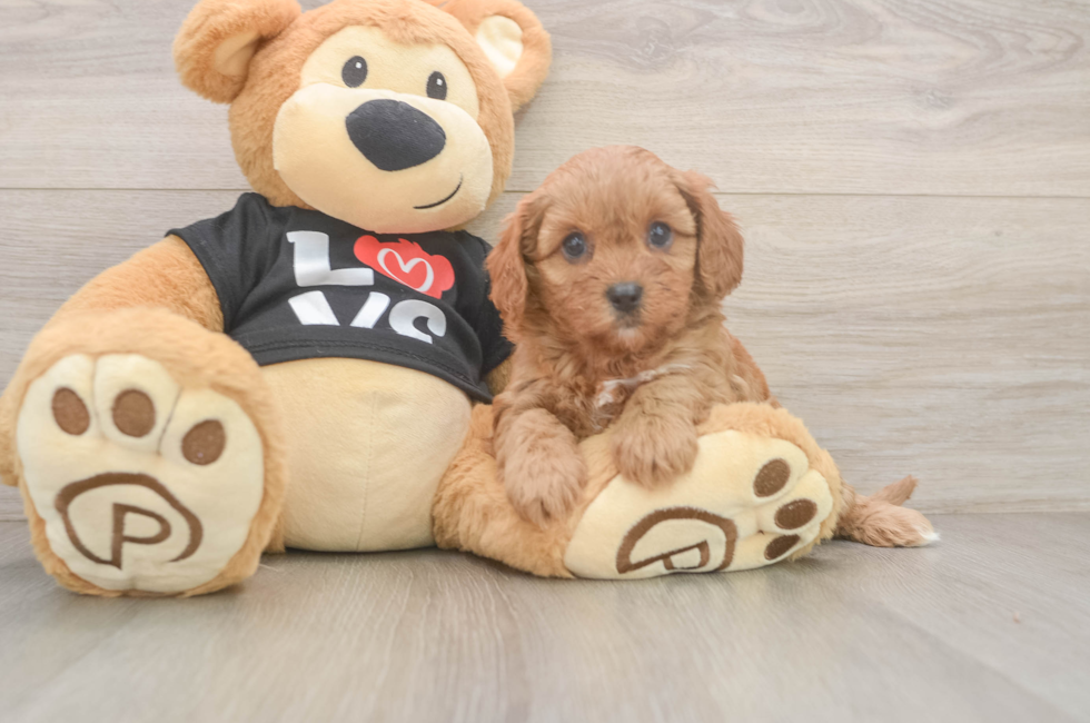 9 week old Cavapoo Puppy For Sale - Fairfield Furbabies