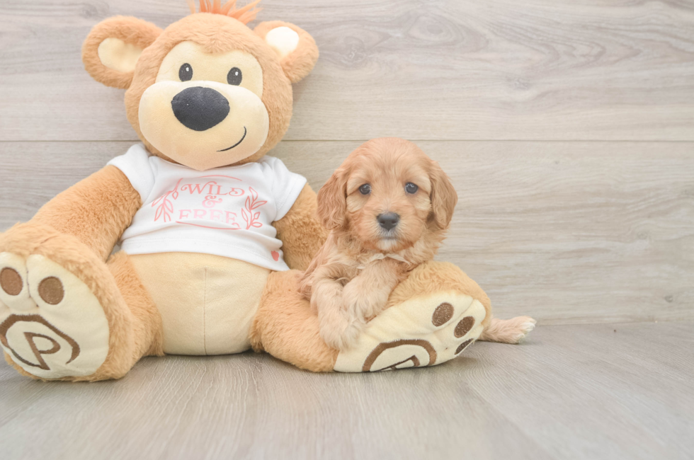 5 week old Cavapoo Puppy For Sale - Fairfield Furbabies