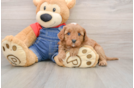 Cavapoo Puppy for Adoption