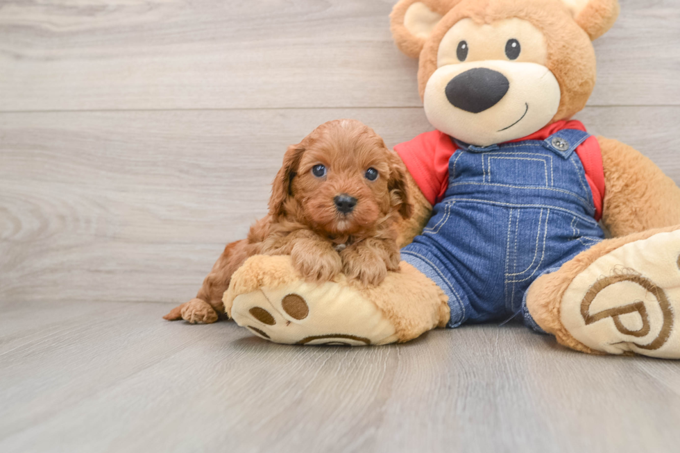 Cavapoo Puppy for Adoption