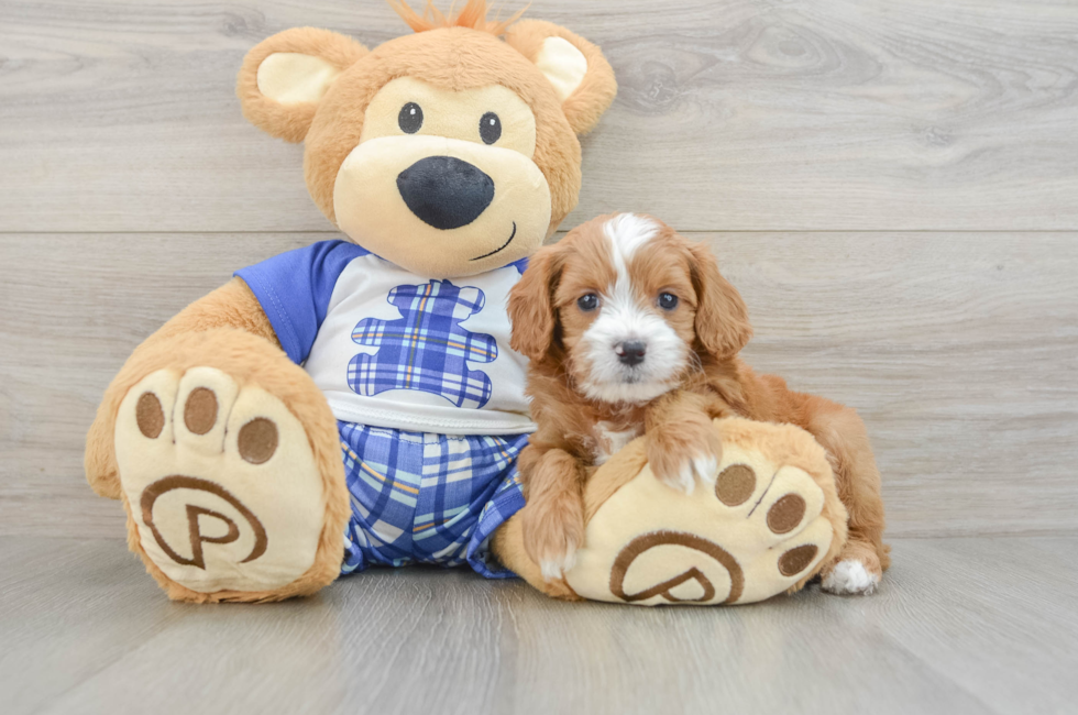 6 week old Cavapoo Puppy For Sale - Fairfield Furbabies